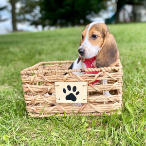 Beagle Puppy Lizzi