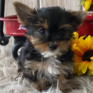 Yorkshire Terrier Puppy DJ
