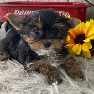 Yorkshire Terrier Puppy DJ