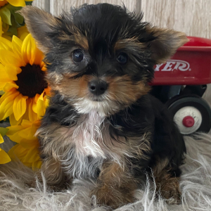 Yorkshire Terrier Puppy DJ