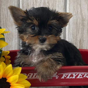 Yorkshire Terrier Puppy DJ