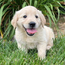 Golden Retriever Puppy Kinsey