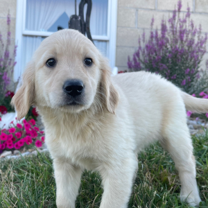 Golden Retriever Puppy Kinsey