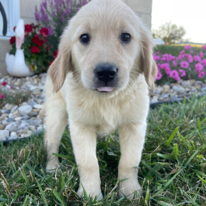 Golden Retriever Puppy Kinsey
