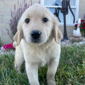 Golden Retriever Puppy Kinsey