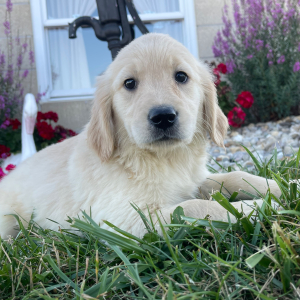 Golden Retriever Puppy Kinsey