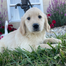 Golden Retriever Puppy Kinsey