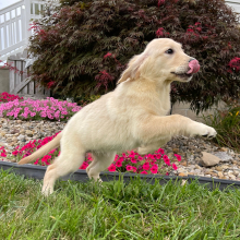 Golden Retriever Puppy Kinsey