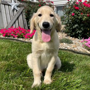 Golden Retriever Puppy Kinsey
