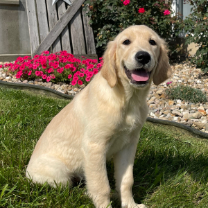 Golden Retriever Puppy Kinsey