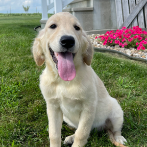 Golden Retriever Puppy Kinsey