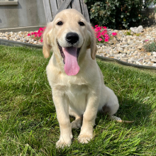 Golden Retriever Puppy Kinsey