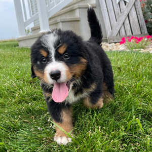 Bernese Mountain Dog Puppy Gracie