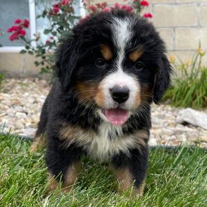 Bernese Mountain Dog Puppy Gracie
