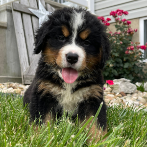 Bernese Mountain Dog Puppy Gracie