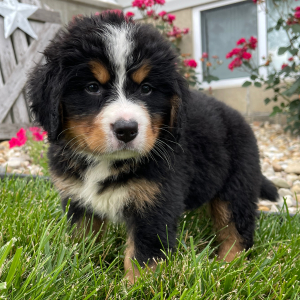 Bernese Mountain Dog Puppy Gracie