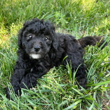 Labradoodle Puppy Carol