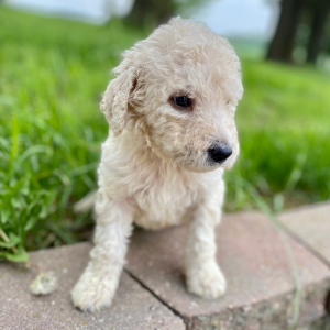 Goldendoodle Puppy Yerik