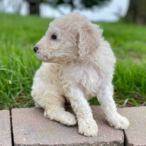 Goldendoodle Puppy Yerik