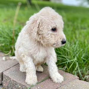 Goldendoodle Puppy Yerik