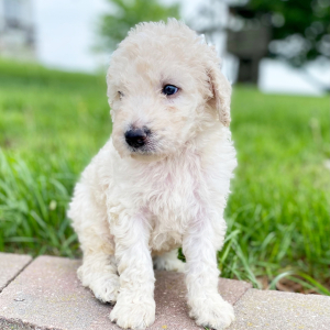 Goldendoodle Puppy Yerik