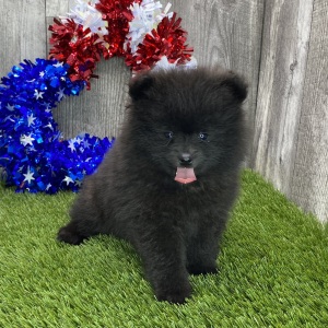 Pomeranian Puppy Bradley