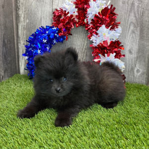 Pomeranian Puppy Bradley