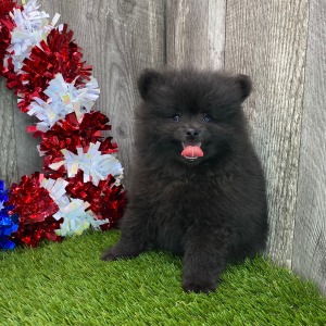 Pomeranian Puppy Bradley