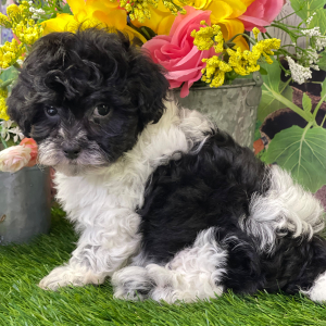 Shihpoo Puppy Hanz