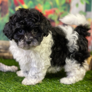 Shihpoo Puppy Hanz
