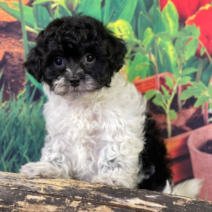 Shihpoo Puppy Hanz