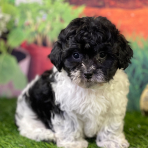 Shihpoo Puppy Hanz