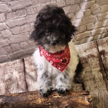 Shihpoo Puppy Hanz