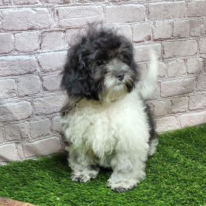 Shihpoo Puppy Hanz