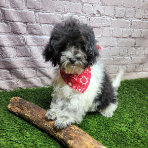 Shihpoo Puppy Hanz