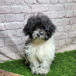 Shihpoo Puppy Hanz