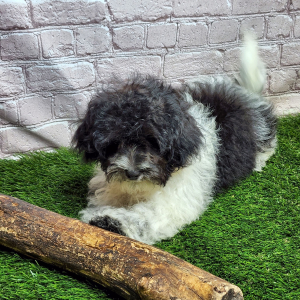 Shihpoo Puppy Hanz