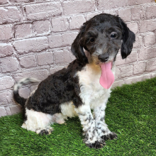 Shihpoo Puppy Hanz