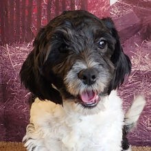 Shihpoo Puppy Hanz
