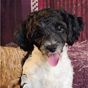 Shihpoo Puppy Hanz