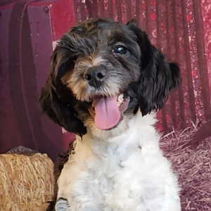 Shihpoo Puppy Hanz