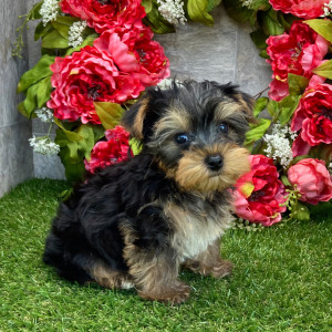 Yorkshire Terrier Puppy Lance