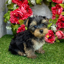 Yorkshire Terrier Puppy Lance