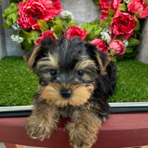 Yorkshire Terrier Puppy Lance