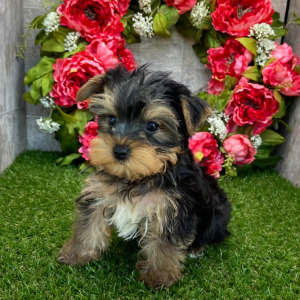 Yorkshire Terrier Puppy Lance