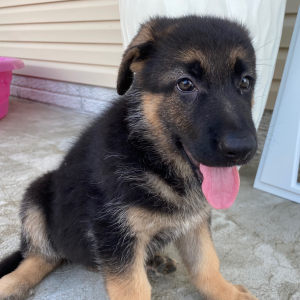 German Shepherd Dog Puppy Zana