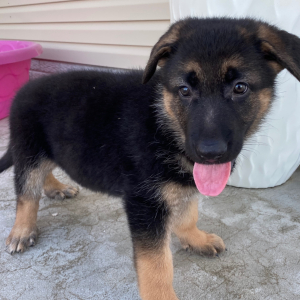 German Shepherd Dog Puppy Zana