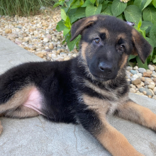 German Shepherd Dog Puppy Zana