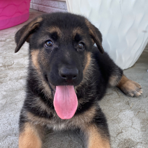 German Shepherd Dog Puppy Zana