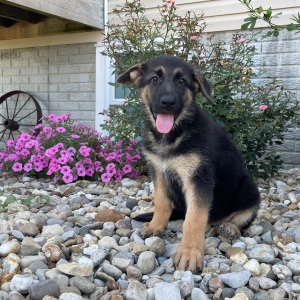 German Shepherd Dog Puppy Zana